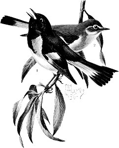 Birdcraft (1903), plate 20