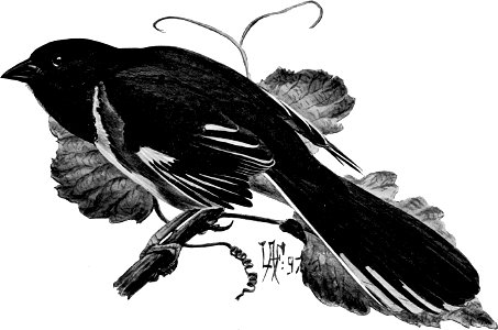 Birdcraft (1903), plate 31