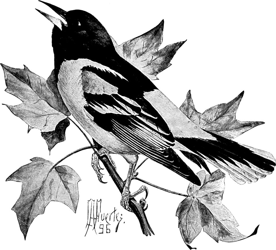 Birdcraft (1903), plate 38
