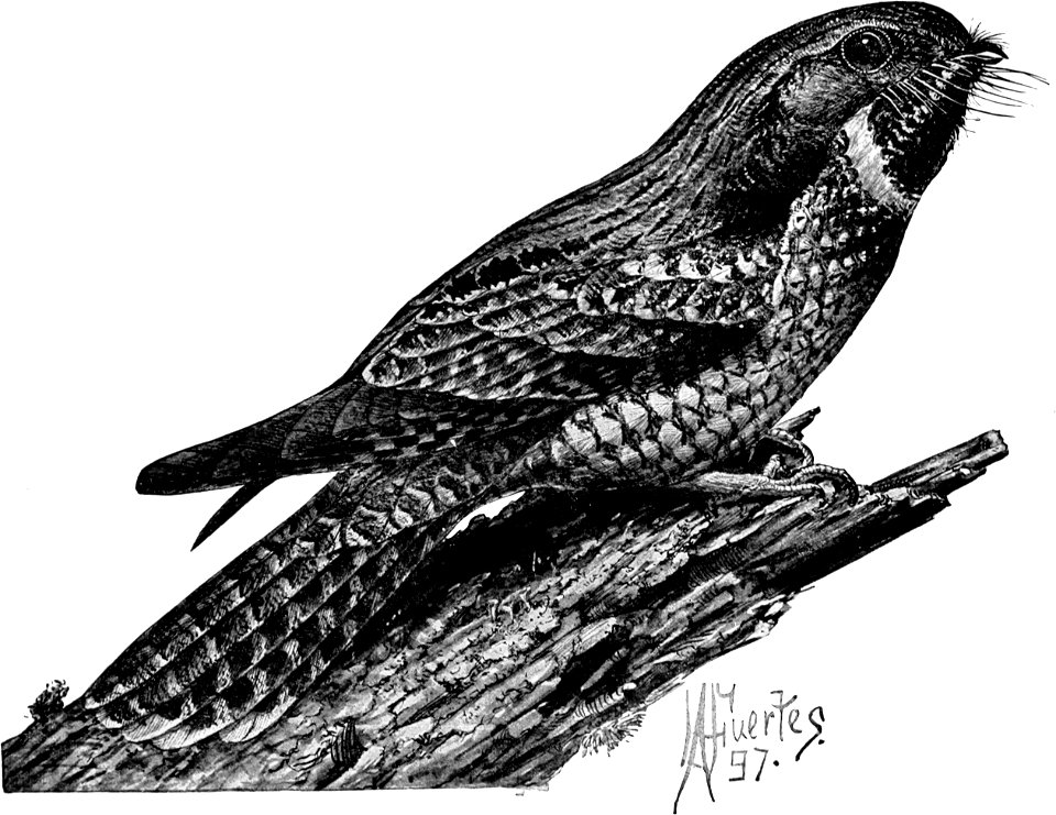 Birdcraft (1903), plate 43