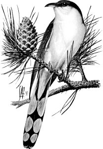 Birdcraft (1903), plate 50