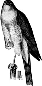 Birdcraft (1903), plate 56