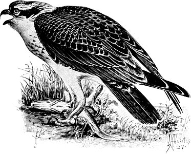 Birdcraft (1903), plate 60
