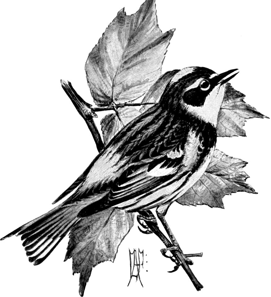 Birdcraft (1903), plate 16-2