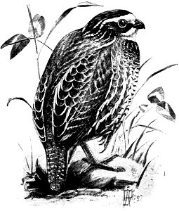 Birdcraft (1903), plate 65-1