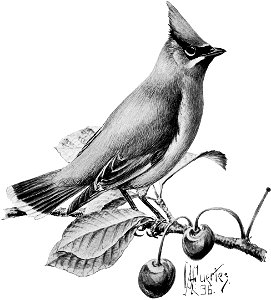 Birdcraft (1903), plate 22