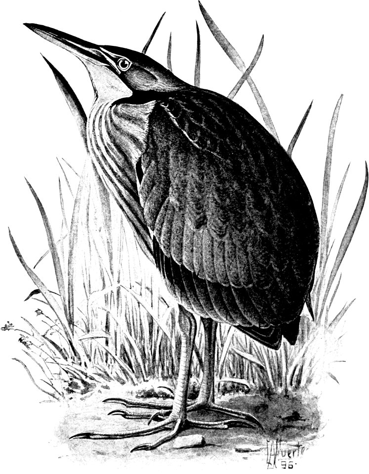 Birdcraft (1903), plate 68