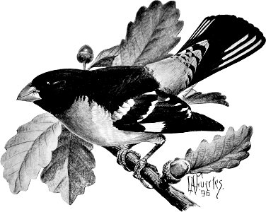 Birdcraft (1903), plate 33