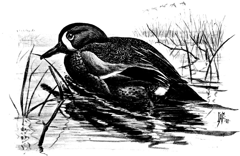 Birdcraft (1903), plate 73