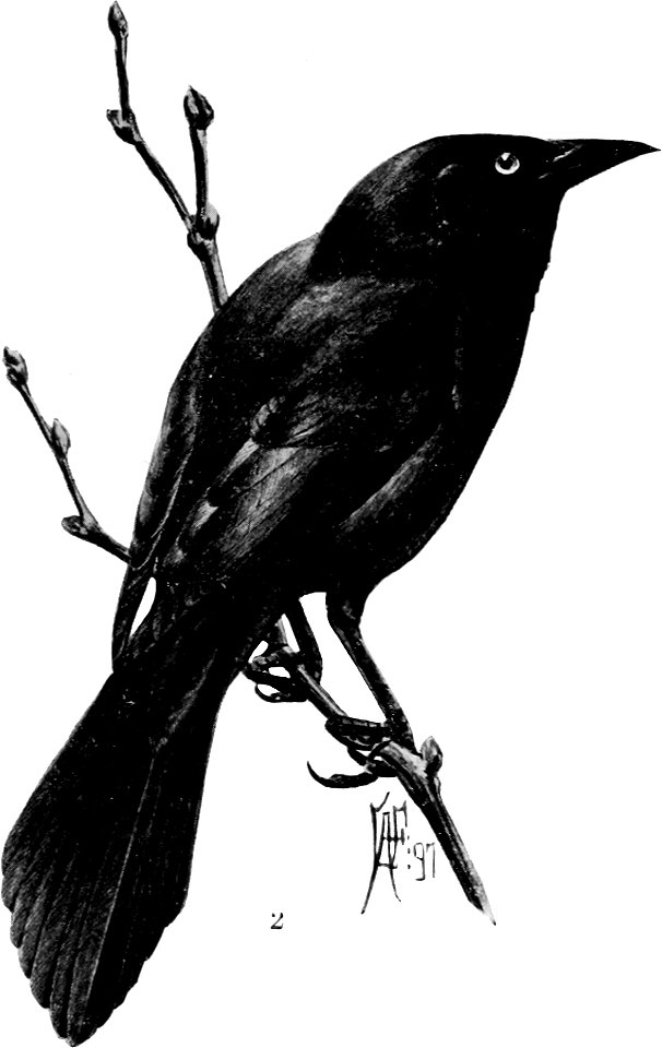 Birdcraft (1903), plate 39-2