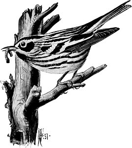 Birdcraft (1903), plate 16-1