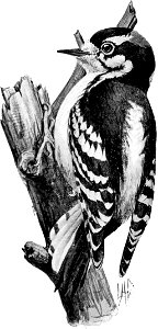 Birdcraft (1903), plate 46
