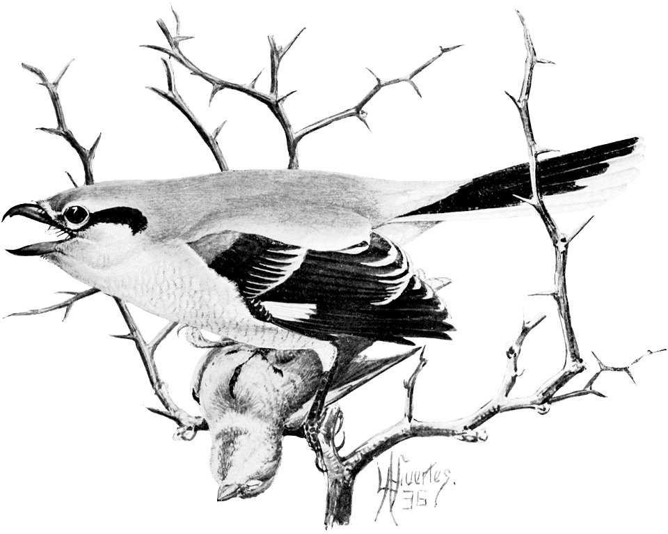 Birdcraft (1903), plate 21