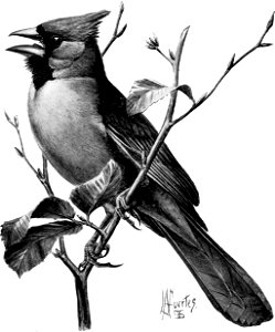Birdcraft (1903), plate 32