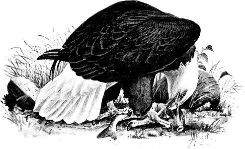 Birdcraft (1903), plate 58
