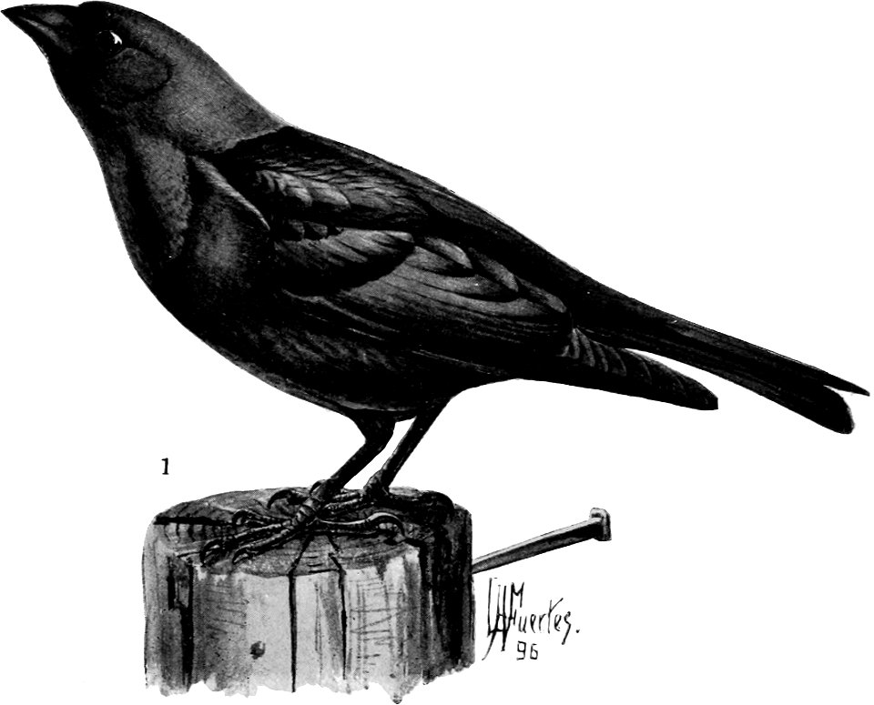 Birdcraft (1903), plate 39-1