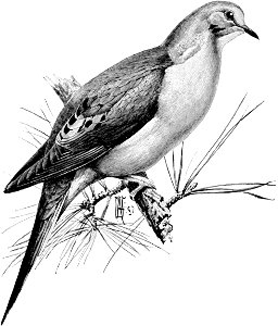 Birdcraft (1903), plate 62