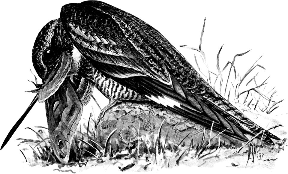 Birdcraft (1903), plate 44