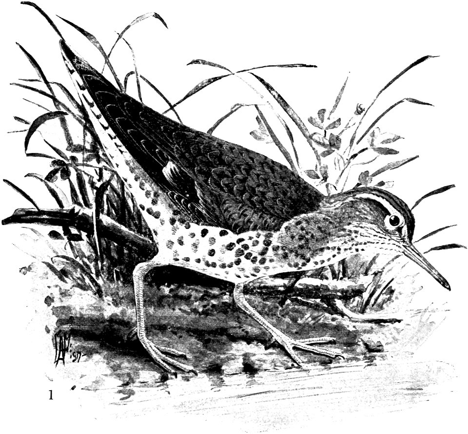 Birdcraft (1903), plate 66-1