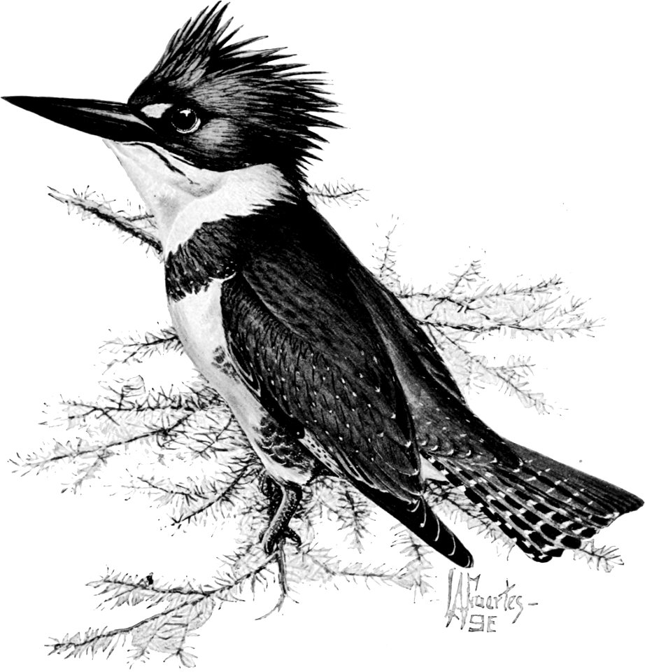 Birdcraft (1903), plate 51