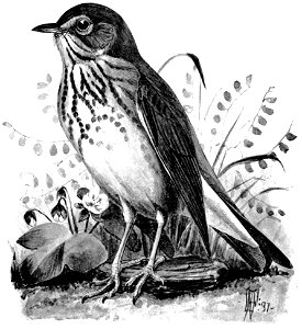 Birdcraft (1903), plate 7