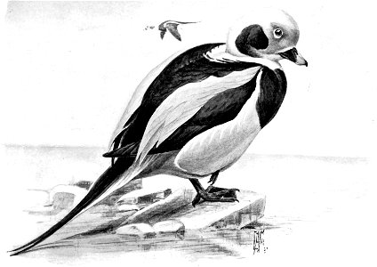 Birdcraft (1903), plate 75