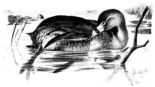 Birdcraft (1903), plate 79-2