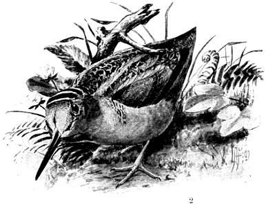 Birdcraft (1903), plate 65-2
