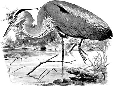 Birdcraft (1903), plate 69