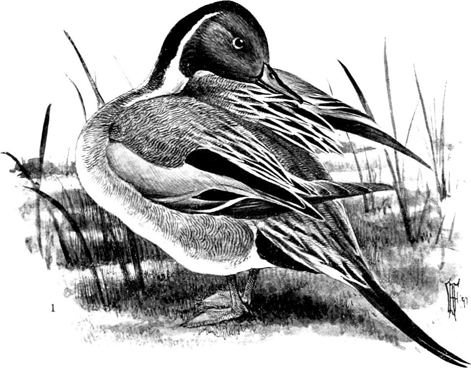 Birdcraft (1903), plate 79-1