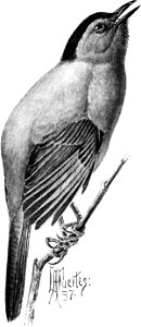 Birdcraft (1903), plate 13