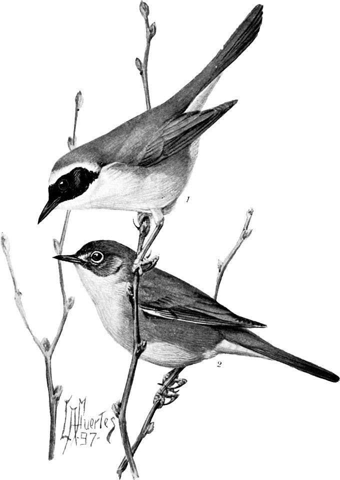 Birdcraft (1903), plate 18