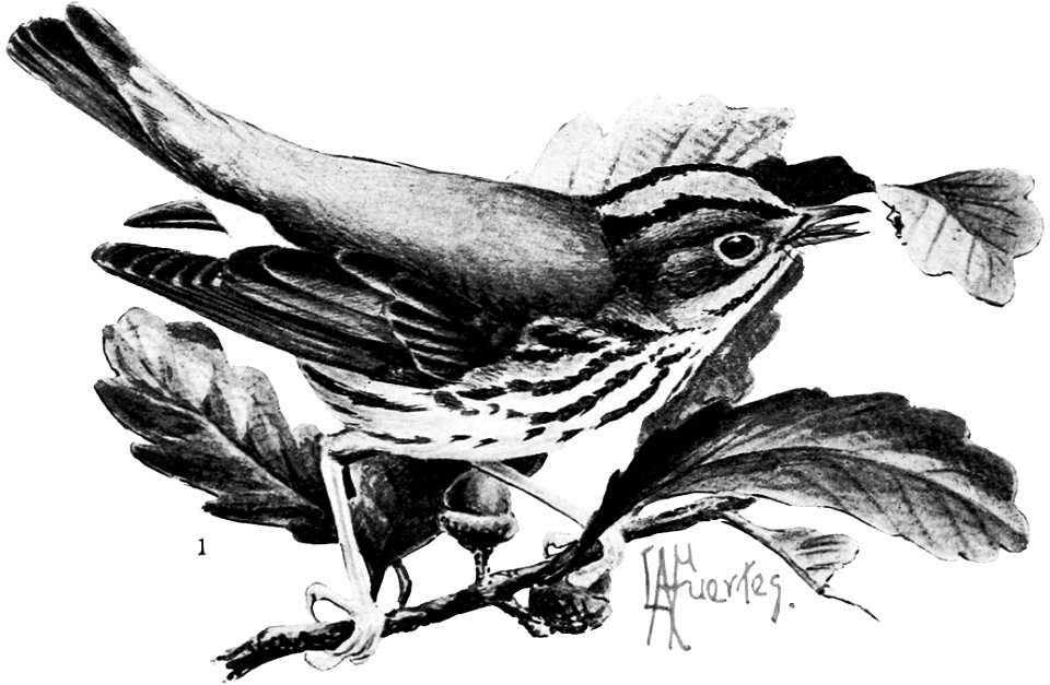 Birdcraft (1903), plate 17-1