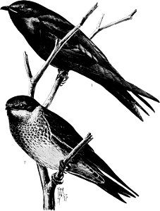 Birdcraft (1903), plate 23