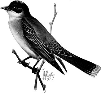 Birdcraft (1903), plate 41