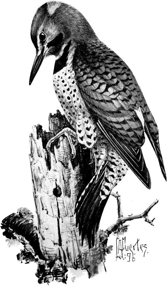 Birdcraft (1903), plate 49