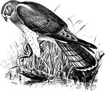 Birdcraft (1903), plate 55