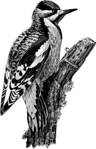 Birdcraft (1903), plate 47