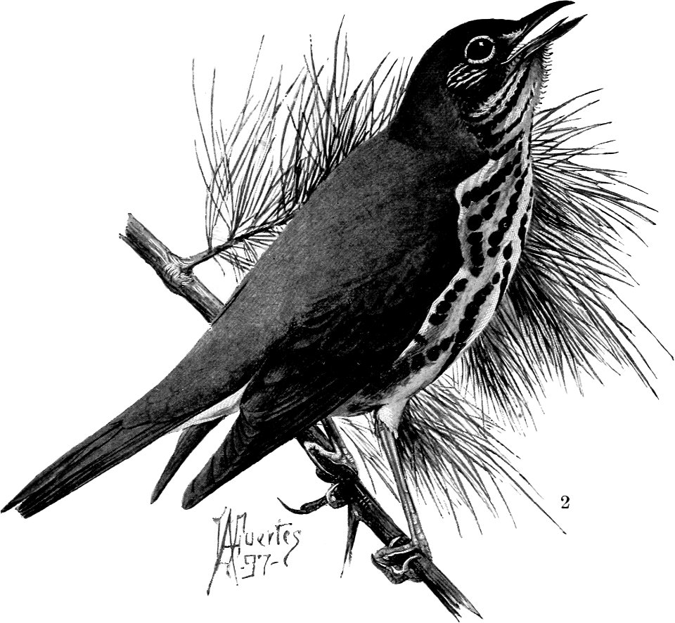 Birdcraft (1903), plate 6-2