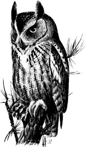 Birdcraft (1903), plate 53