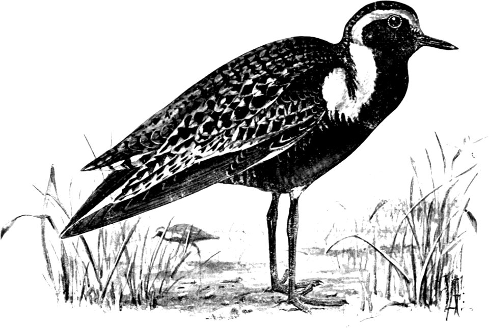 Birdcraft (1903), plate 64-2