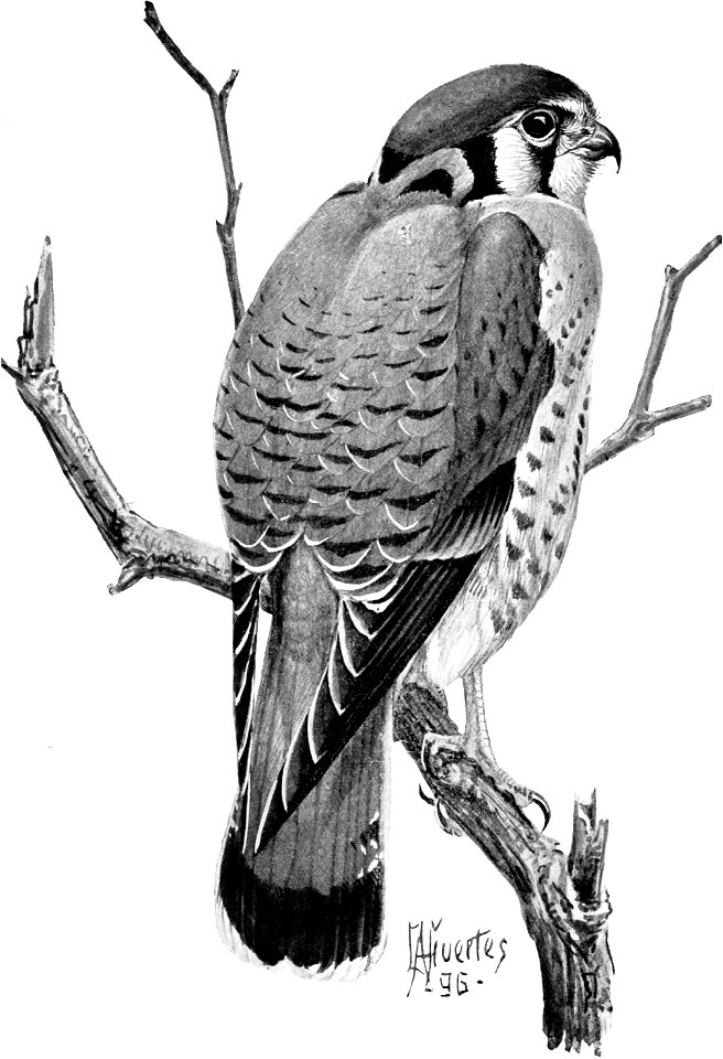 Birdcraft (1903), plate 59