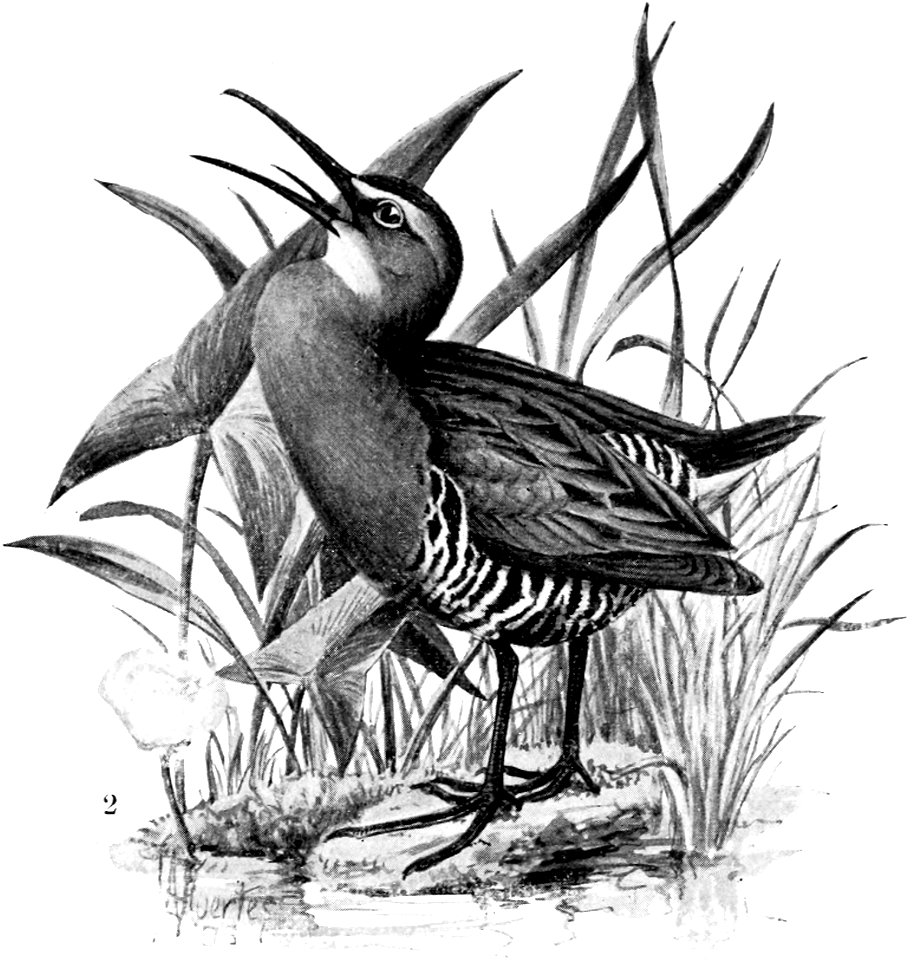 Birdcraft (1903), plate 67-2