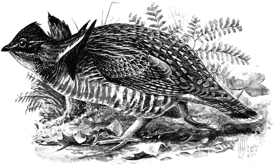 Birdcraft (1903), plate 63