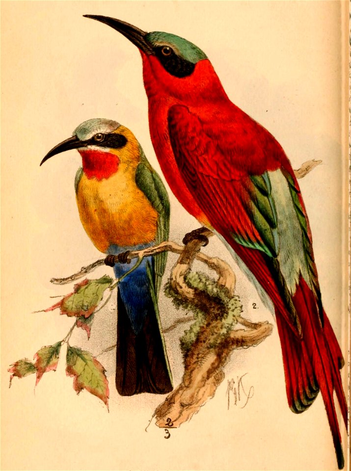 Birds of South Africa - IV