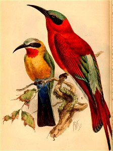 Birds of South Africa - IV