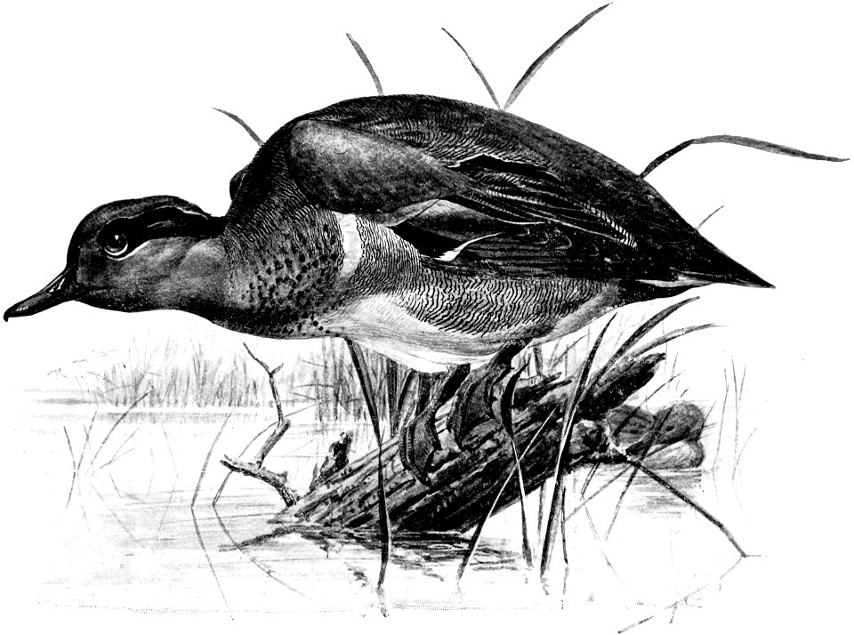 Birdcraft (1903), plate 72