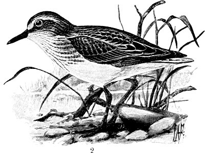 Birdcraft (1903), plate 66-2