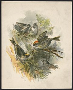 Birds on pine boughs) - H.W. Herrick LCCN2016652364