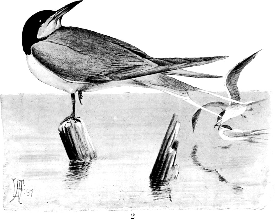 Birdcraft (1903), plate 77-2